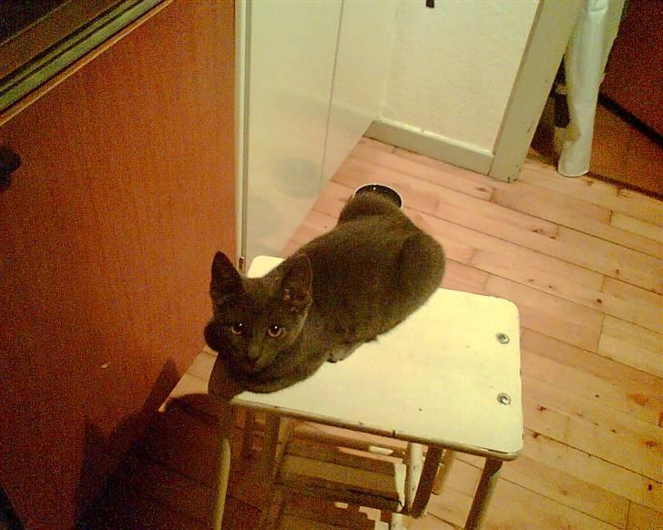 Blanding af racer Nicoline R.I.P - Sådan lå hun hver aften jeg skulle lave mad. Jeg hentede selvf. den skammel til hende for ellers ville hun hoppe op på bordet.  billede 5