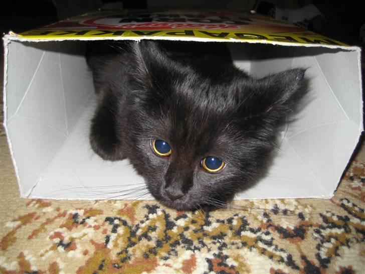 Maine Coon Coco billede 9