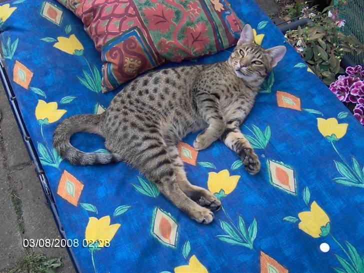 Ocicat Sea Coon`s Twister - En afslappende kat tager solbad billede 1