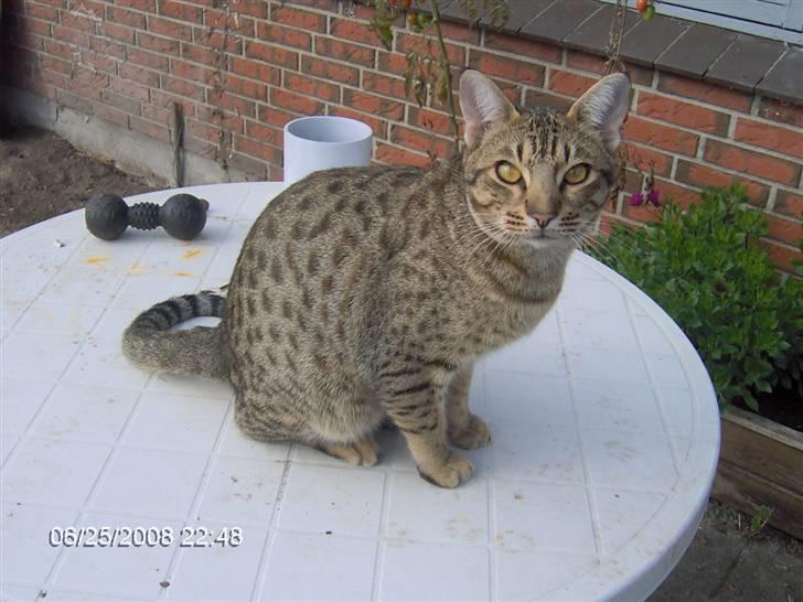 Ocicat Sea Coon`s Twister - Tager den nye løbegård i øjesyn billede 2