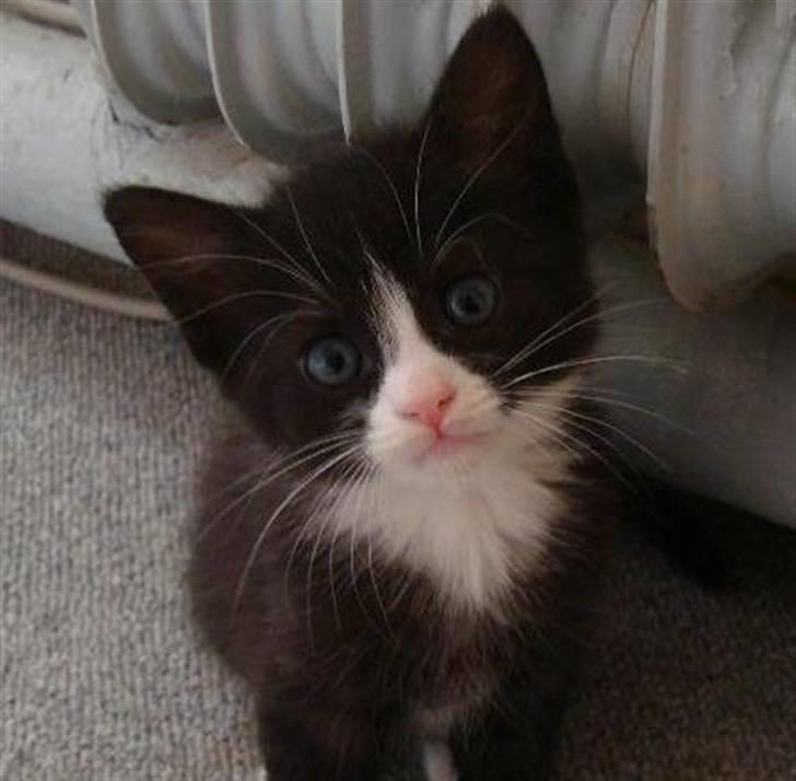 Blanding af racer Maddie - Maddie :) billede 1