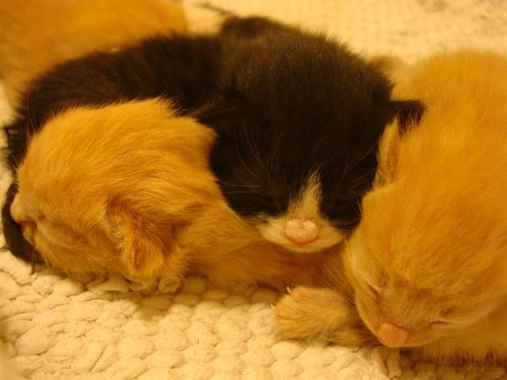 Blanding af racer Maddie - Kun 1 dag gammel billede 2