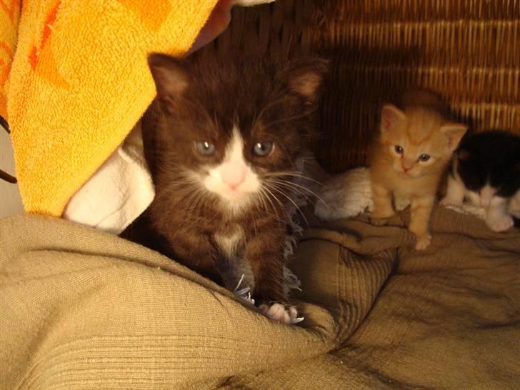 Blanding af racer Maddie - 3½ uge gammel billede 3