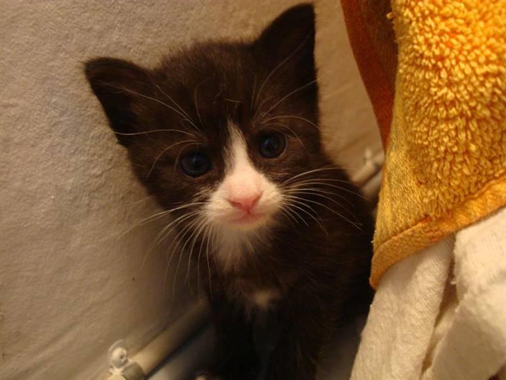 Blanding af racer Maddie - 3½ uge gammel billede 4