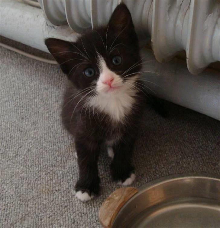 Blanding af racer Maddie - 5 uger billede 5