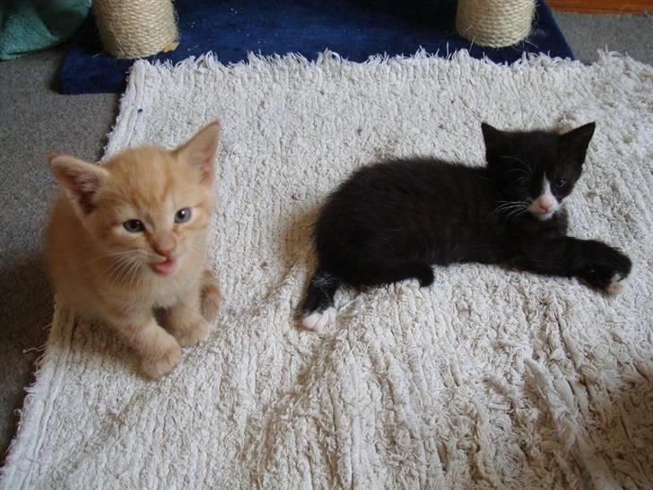 Blanding af racer Maddie - 5 uger billede 6