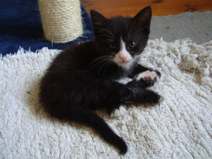 Blanding af racer Maddie - 5 uger billede 7