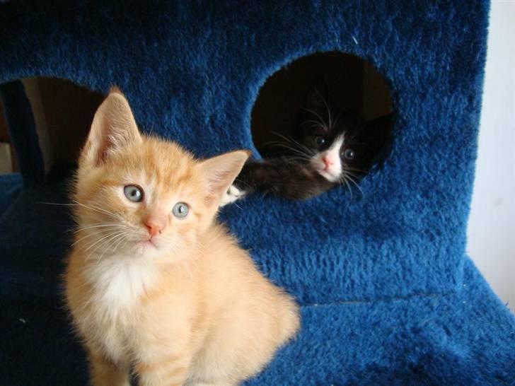 Blanding af racer Maddie - 6 uger billede 8