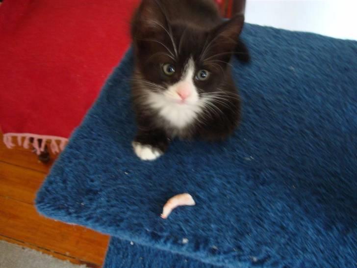 Blanding af racer Maddie - 7 uger - og skal smage sin første reje billede 9