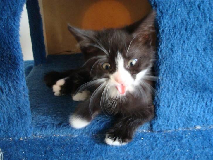 Blanding af racer Maddie - .. ok ,, hun er liidt sær ;) billede 10