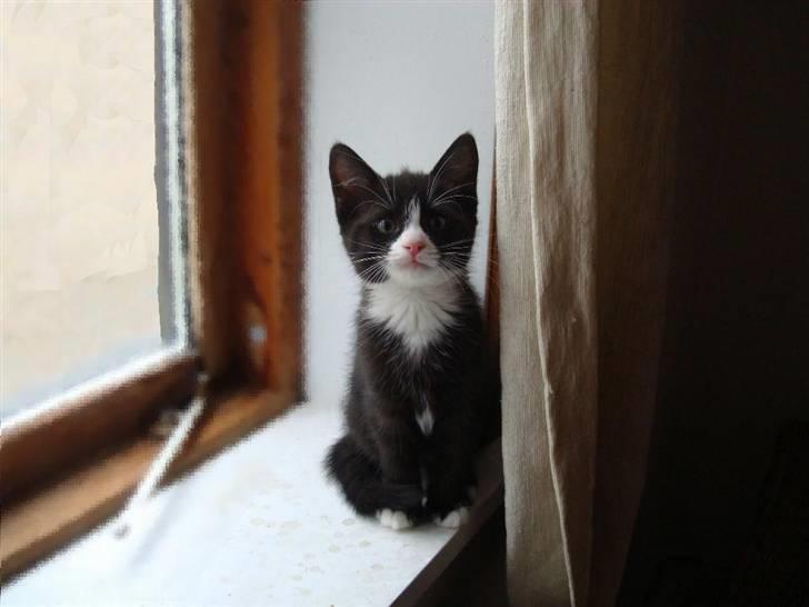 Blanding af racer Maddie - 8 uger billede 11