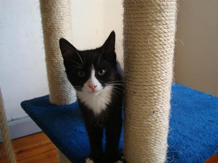 Blanding af racer Maddie - 11 uger billede 12