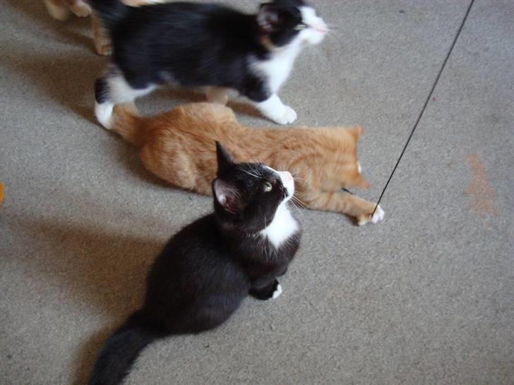 Blanding af racer Maddie - 11 uger billede 13