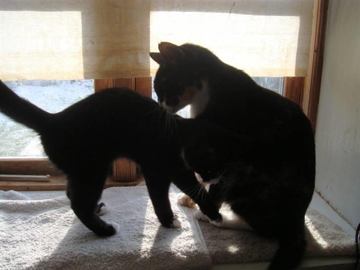 Blanding af racer Maddie - 3 måneder gammel - hygge med mor billede 14