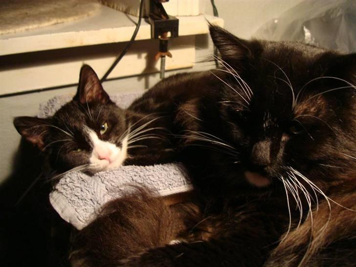 Blanding af racer Maddie - 15 uger  - hygger med far billede 15