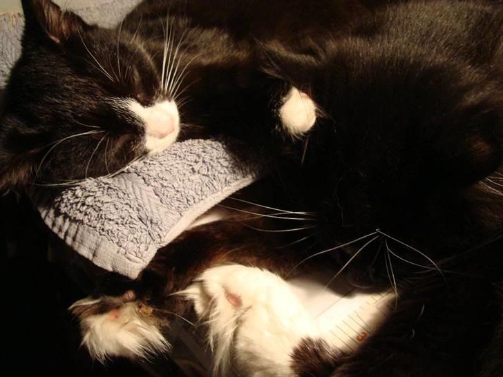 Blanding af racer Maddie - 15 uger  - hygger med far billede 16