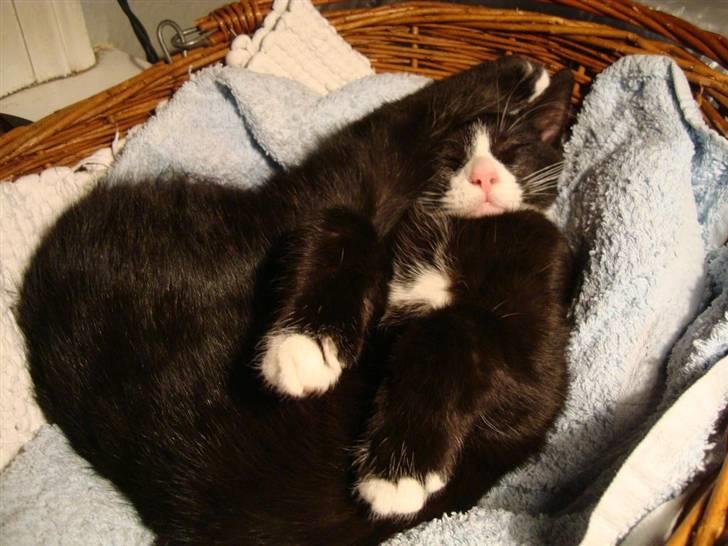 Blanding af racer Maddie - 15½ uge - akrobat-kat billede 17