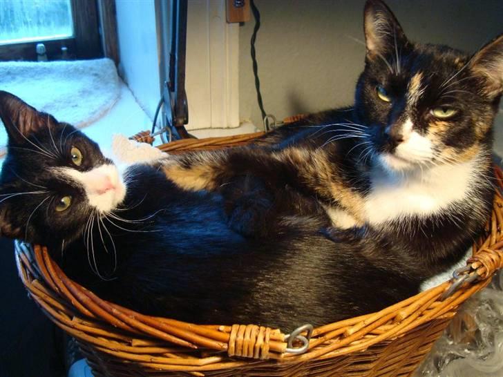 Blanding af racer Maddie - 15½ uge - plads til mor i den store kurv billede 18