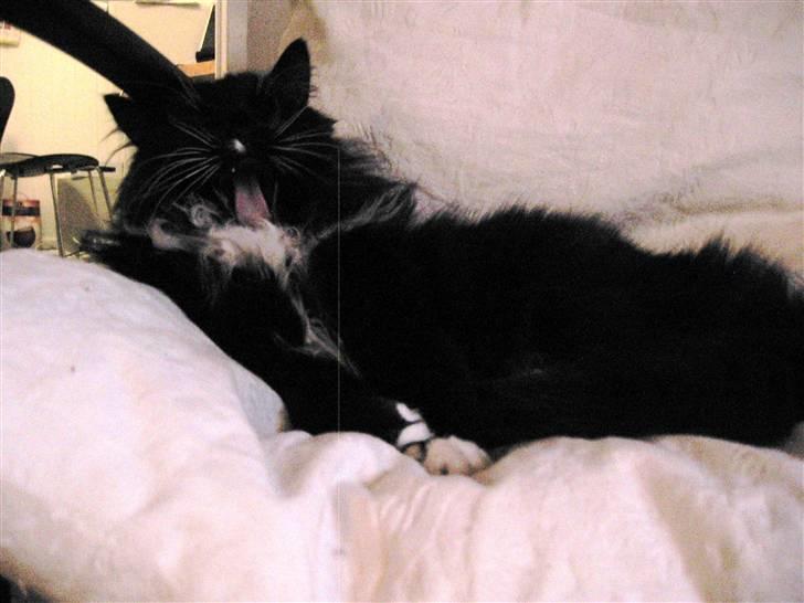 Norsk Skovkat Holger billede 13