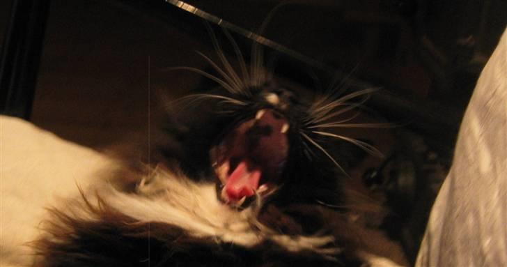 Norsk Skovkat Holger billede 14