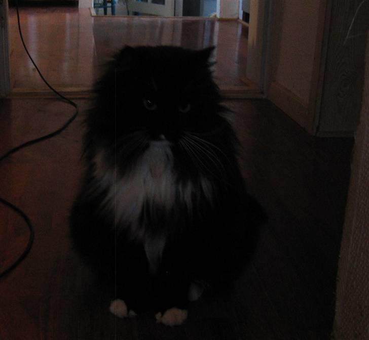 Norsk Skovkat Holger billede 15