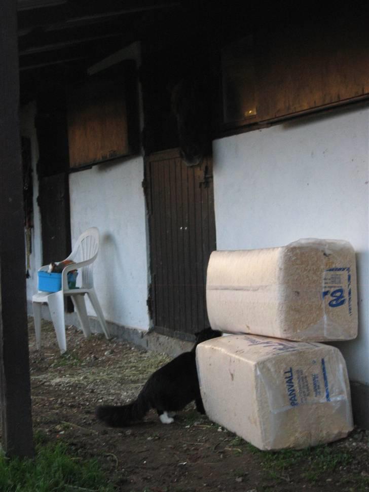 Norsk Skovkat Holger billede 16