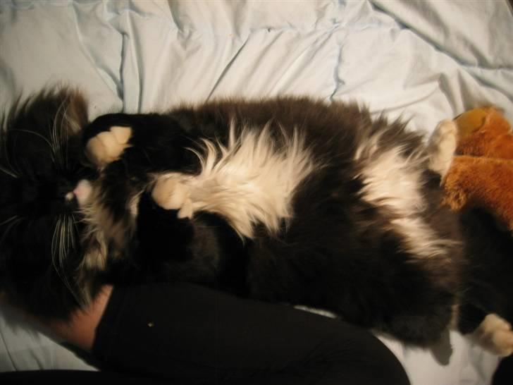 Norsk Skovkat Holger billede 17