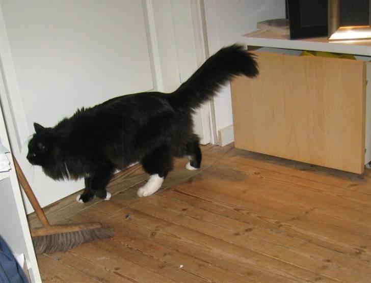 Norsk Skovkat Holger billede 18
