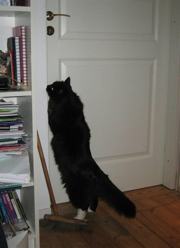 Norsk Skovkat Holger billede 19