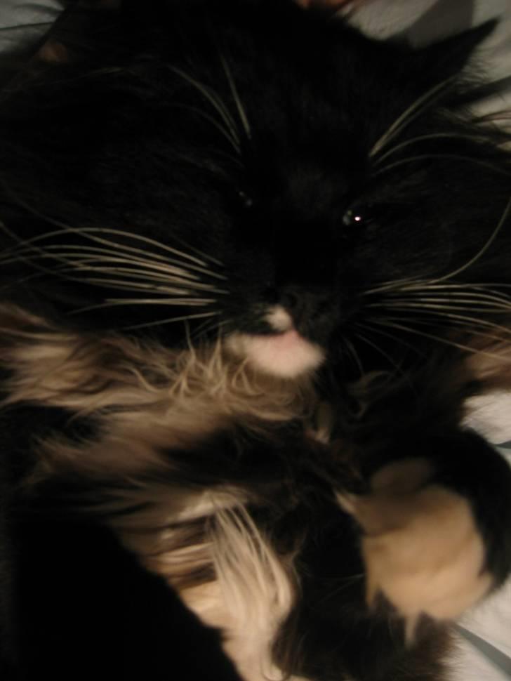 Norsk Skovkat Holger billede 20