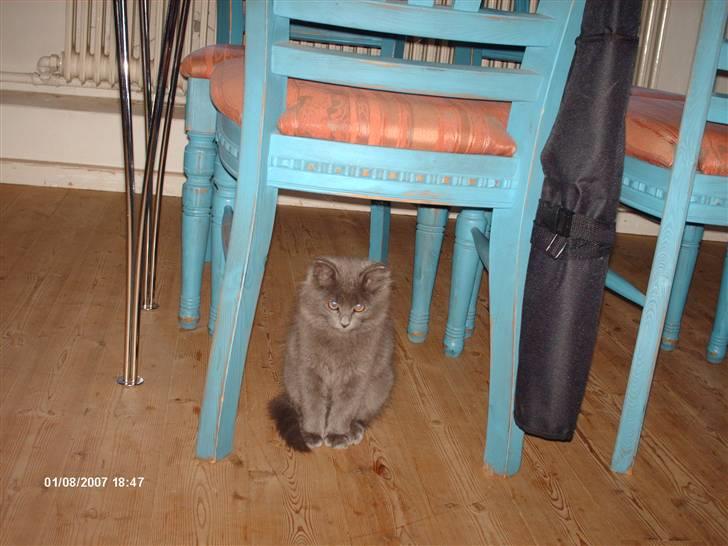 Norsk Skovkat Ejnar billede 12