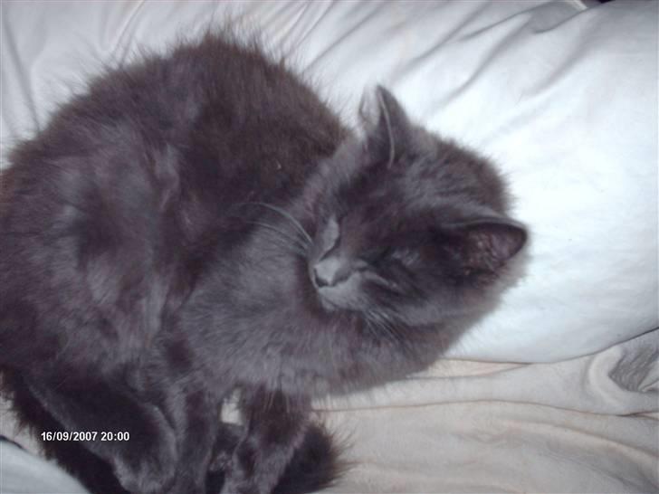 Norsk Skovkat Ejnar billede 13