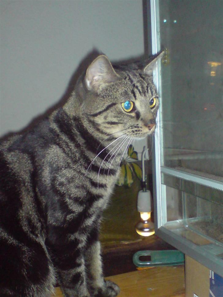 Blanding af racer Lille Fis  billede 14