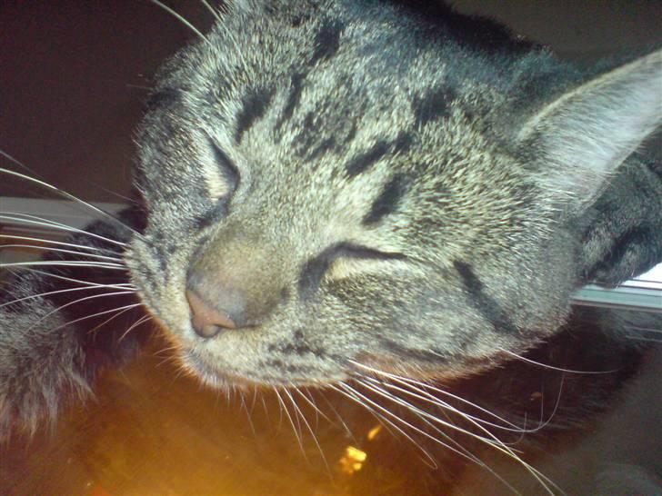 Blanding af racer Lille Fis  billede 15