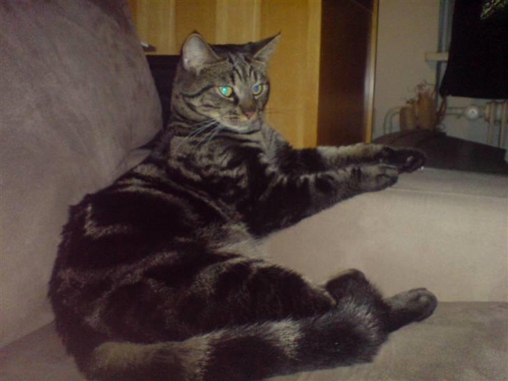 Blanding af racer Lille Fis  billede 16