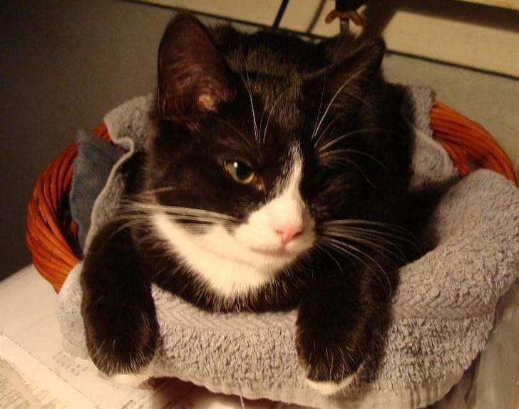 Blanding af racer Maddie billede 19