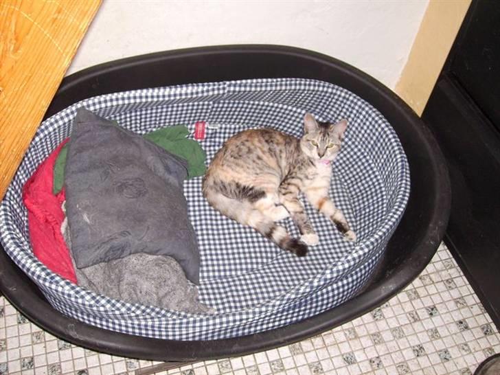 Blanding af racer Bertha - Her har jeg taget hundens kurv.  billede 2