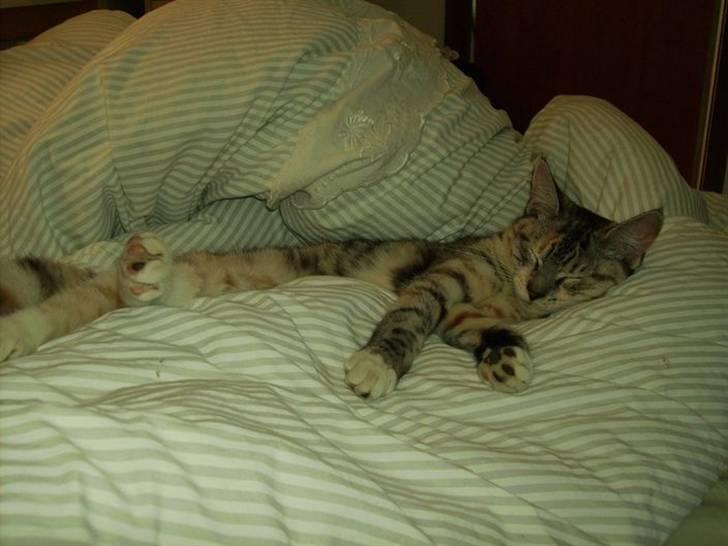 Blanding af racer Bertha - Her putter jeg bare godt! billede 3