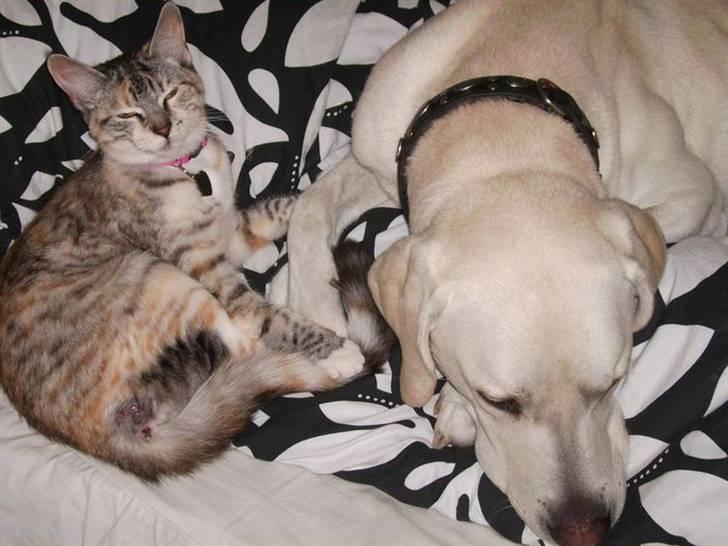 Blanding af racer Bertha - Hvis kigger på min numse kan man se mit sår, fra den dumme hund som bed mig! billede 4