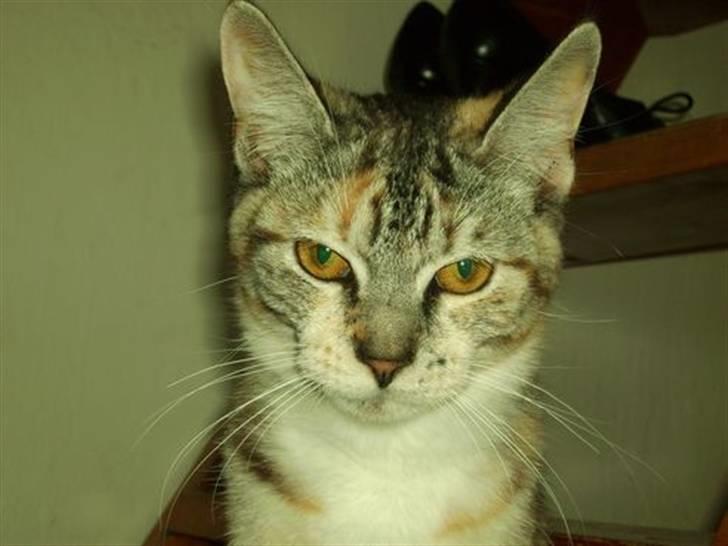 Blanding af racer Bertha - Se lige smukke mig! billede 5