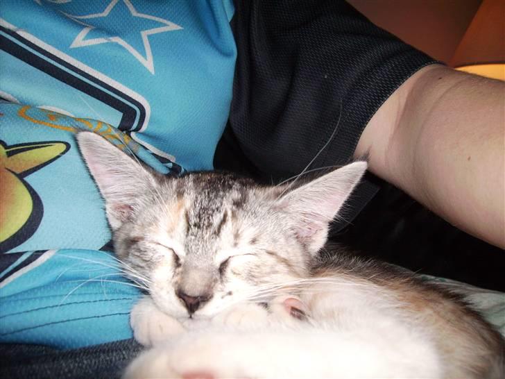 Blanding af racer Bertha - Her er jeg helt lille! Kun 10 uger faktisk og se lige mine store ører! billede 6