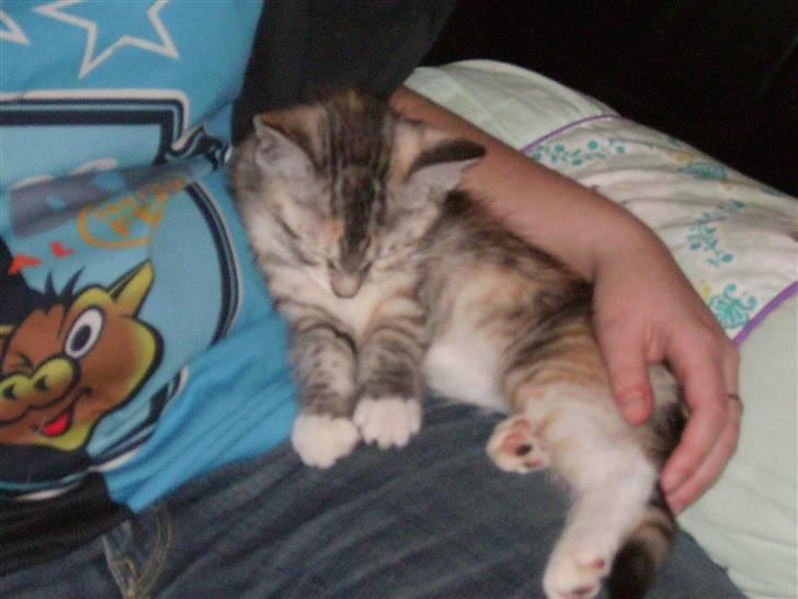 Blanding af racer Bertha billede 7