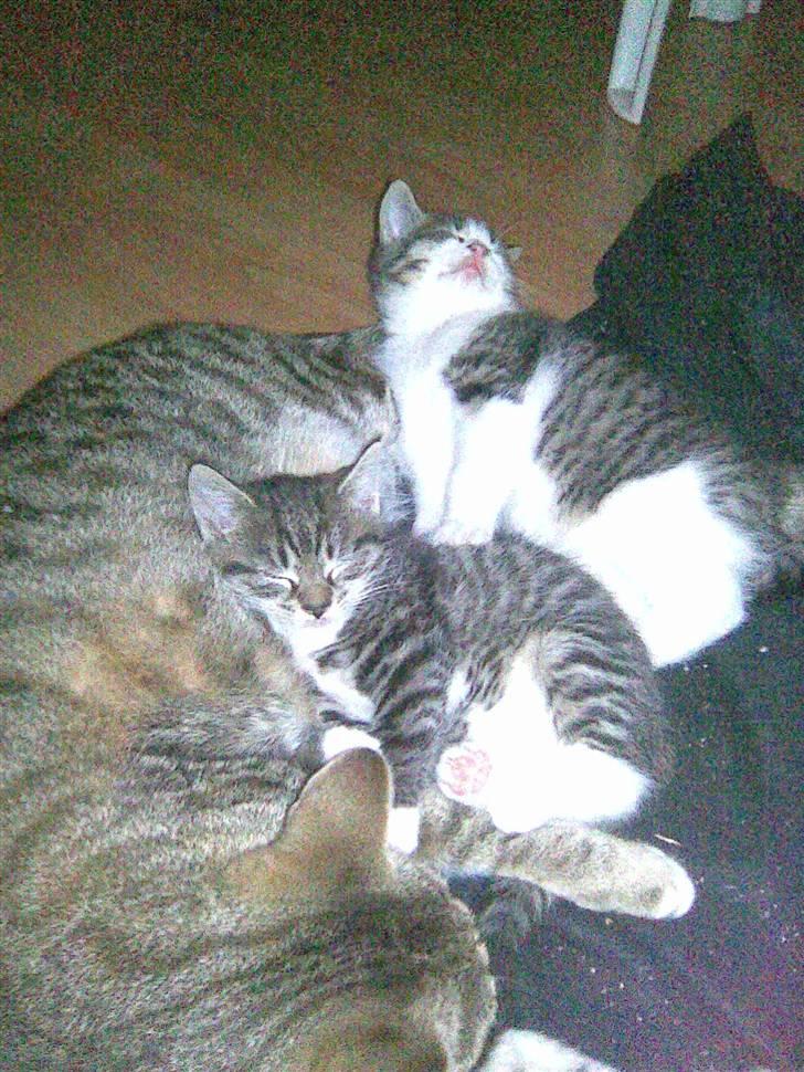 Huskat Gucci - mine små killinger billede 6