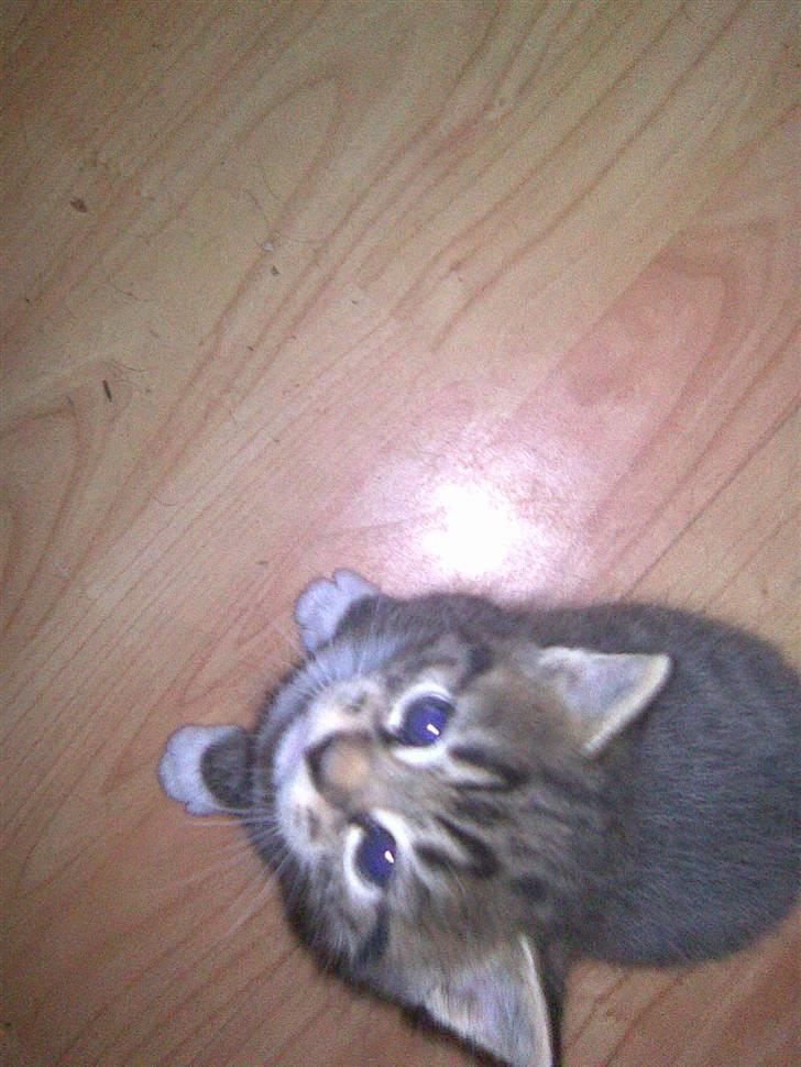 Huskat Gucci billede 7