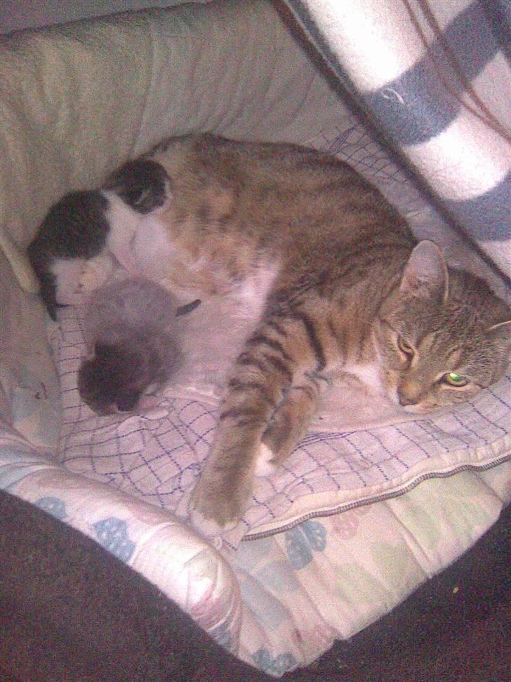 Huskat Gucci billede 8