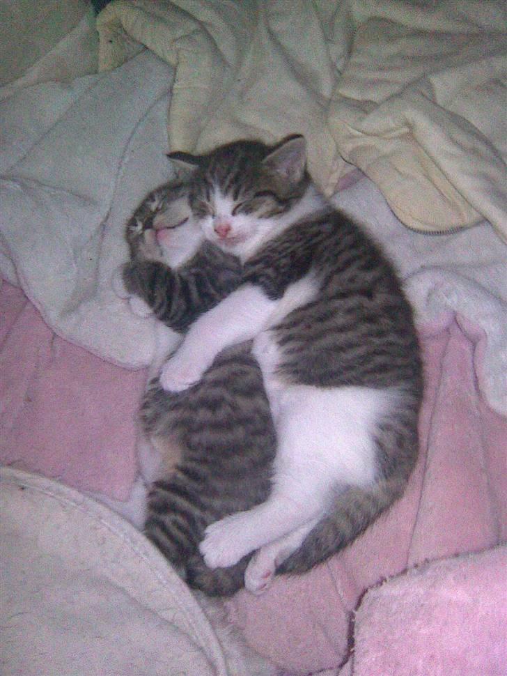 Huskat Gucci billede 9