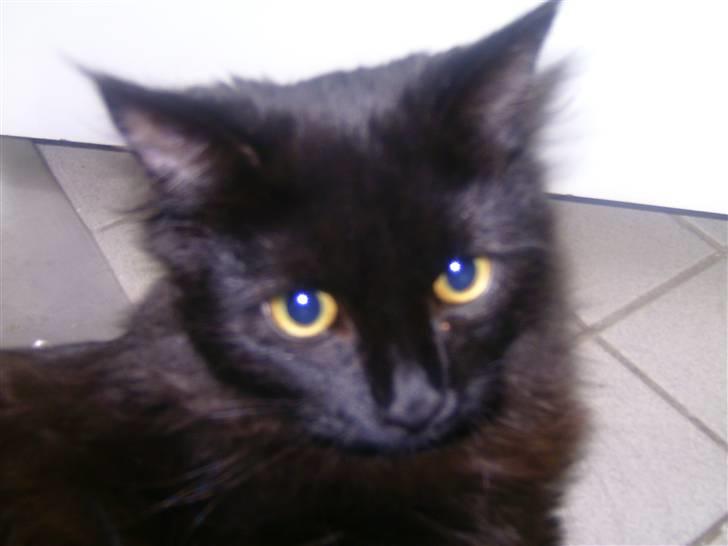 Maine Coon »Fillipa - »´prettyface. billede 10