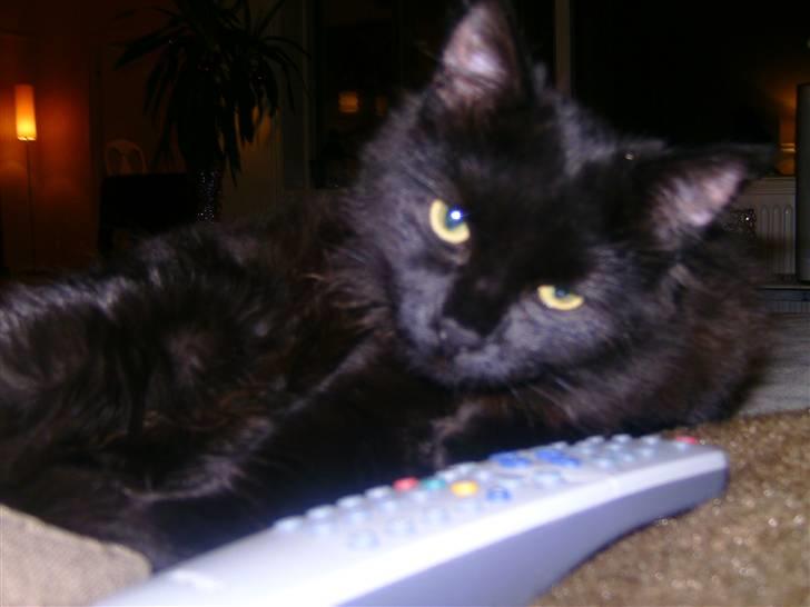 Maine Coon »Fillipa - »´iloveyou. billede 11