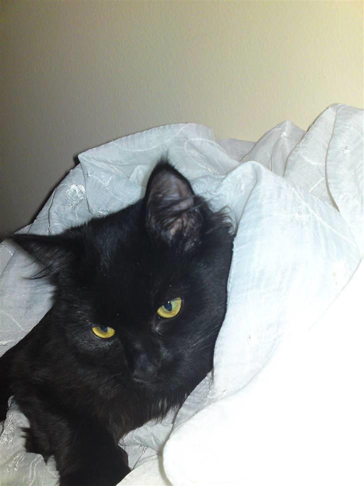 Maine Coon »Fillipa - »:´D billede 12