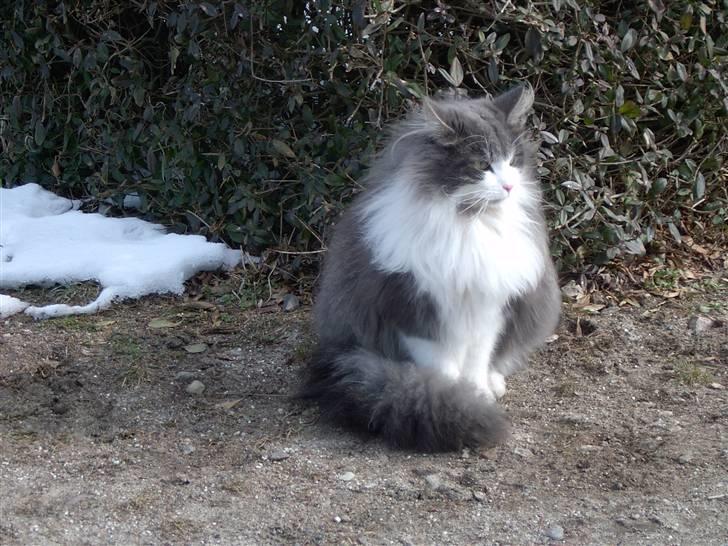 Norsk Skovkat buller - buller som kattenes konge billede 1